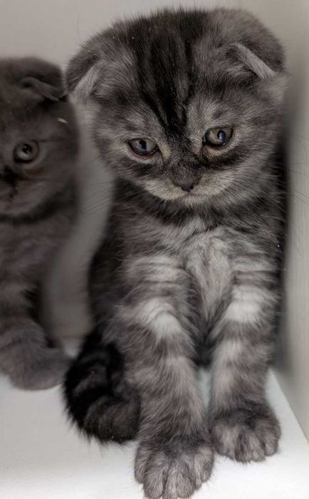 Мазунчики, муркотунчики!!!