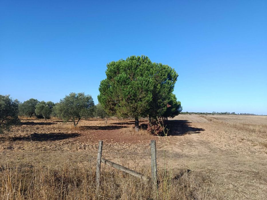 Terreno em Canhestros