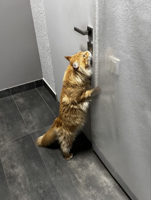 Вʼязка. Мейн-кун із серцем лева запрошує панянок!