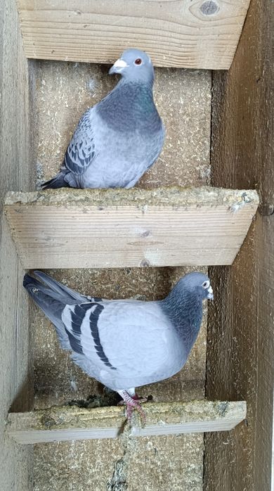Gołębie pocztowe