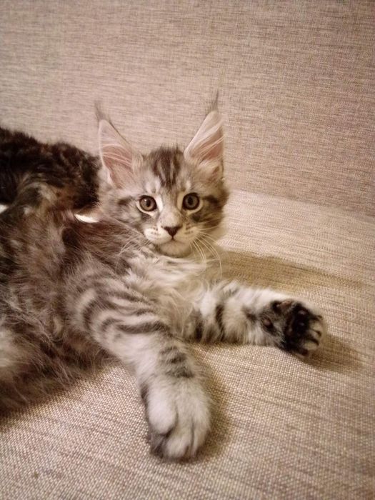Котята Мей кун  в  хорошие руки  . Договорная