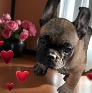 Цуценята  Французького  бульдога