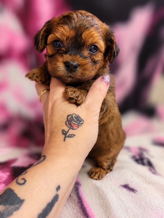 Sunia maltipoo złota