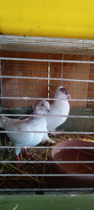 Gołębie - różne gatunki