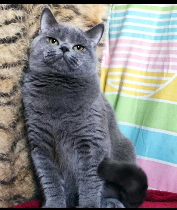 Скотишстрайт мальчик плюшевый