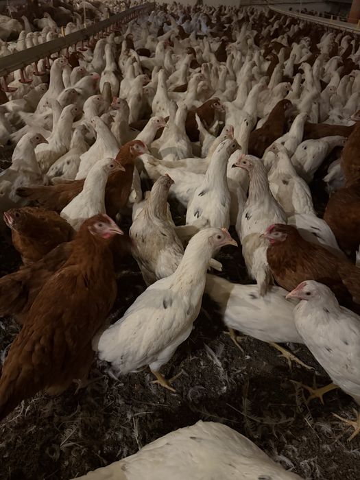 Kury odchowane Rosa 1 Lohmann Sandy 14 tygodni