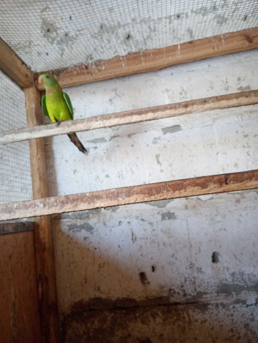 Para papug z 25 roku