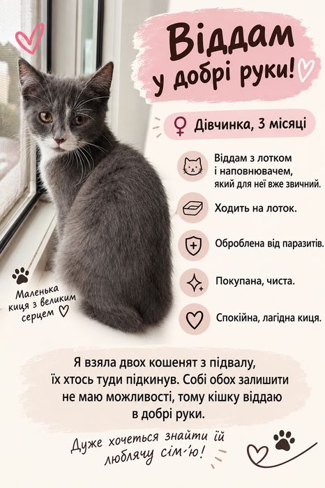 Кошеня 3 місяці дівчинка віддам в добрі руки Вінниця