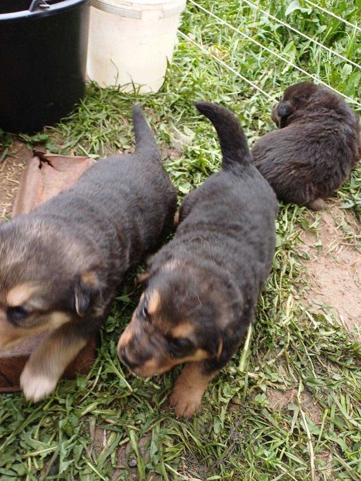 Pieski Oddam za darmo