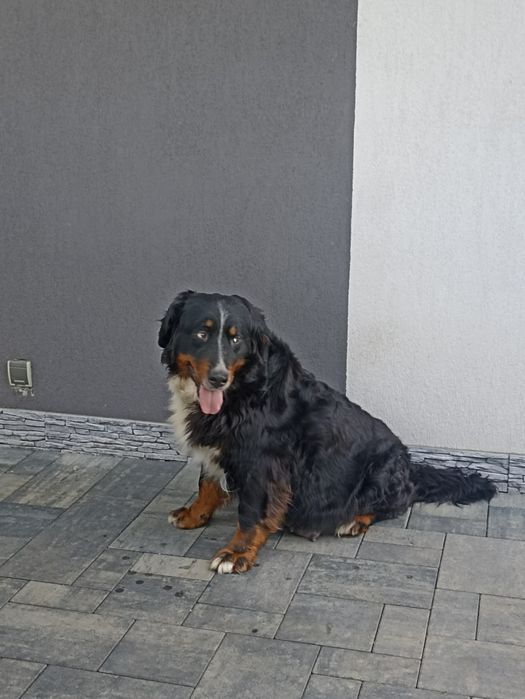 Golden Mountain Dog !Golden retiever+Berneński Pies Pasterski