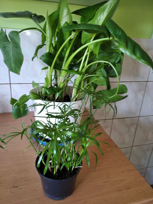 Zestaw kwiaty - kalia i papirus, bluszcz, anginka, kliwia, amarylis