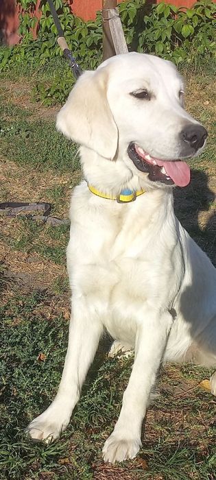 Цуценята золотистий ретрівер