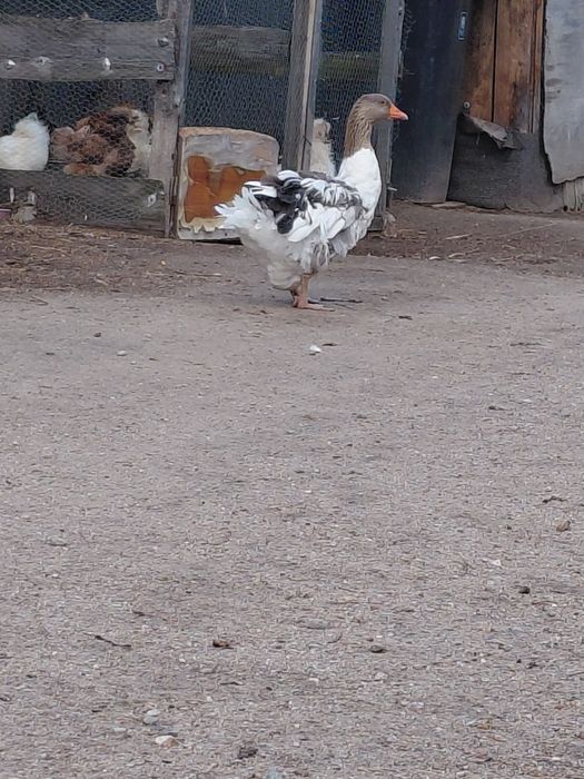 Gęś lokowana szaro biała