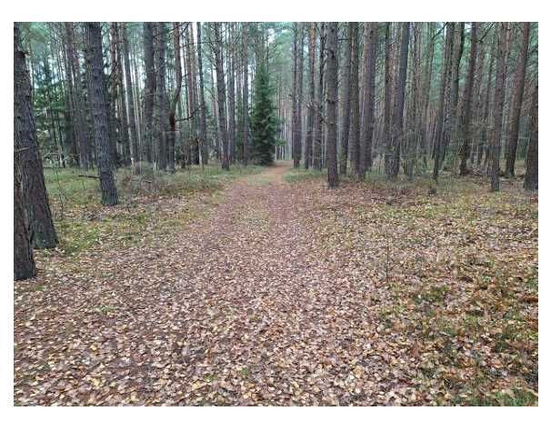 Działka leśna z lasem sosnowym