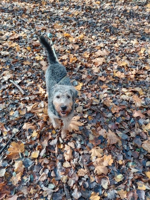 Oddam Psa w dobre ręce