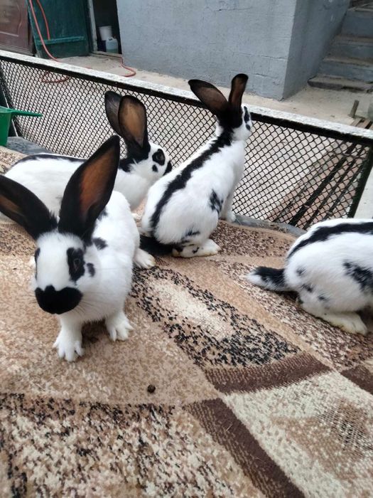 Продам мясо кроликів кролі німецький строкач, бургундець, полтавське с