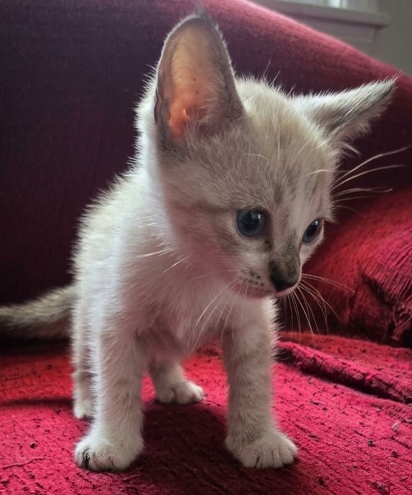 Gatinho para adoção responsável!