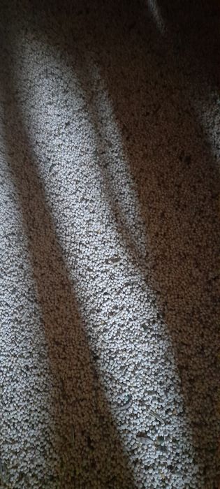 Sprzedam łubin biały