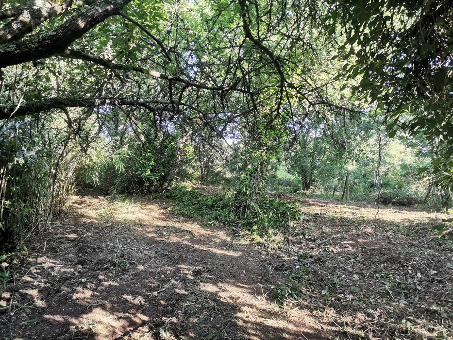 Limpeza de Terrenos e Jardins