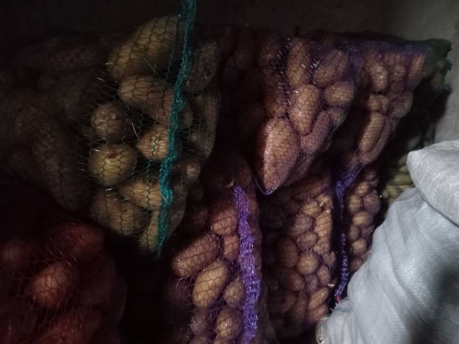 Продам велику домашню картоплю