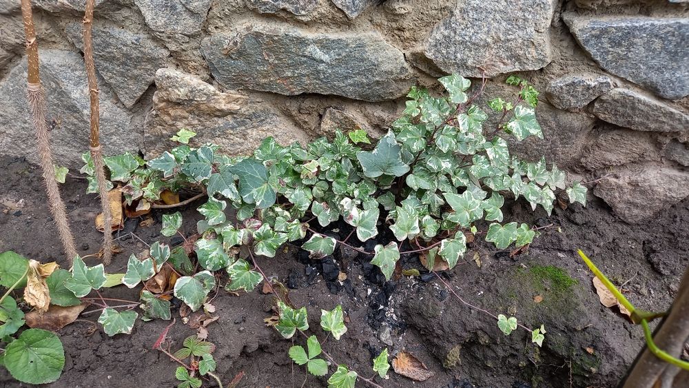 ПлющПлющПлющПлющ