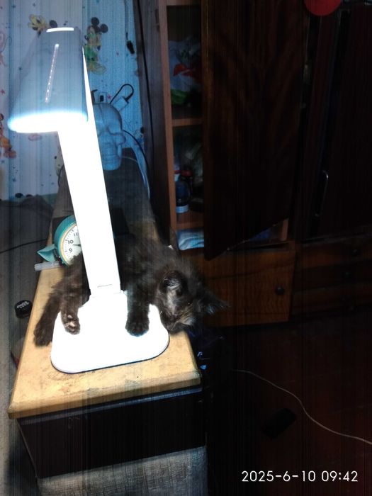 Вітдам в добрі руки.