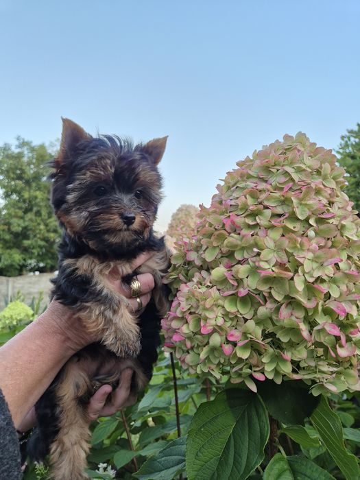 Yorkshire terrier