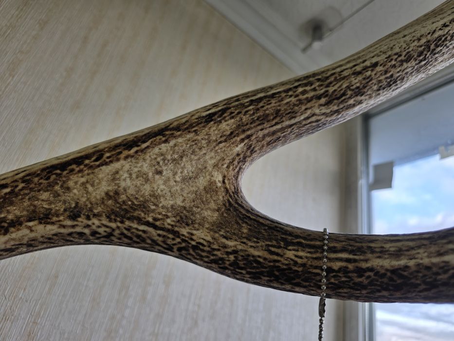 Коллекционные рога оленя.