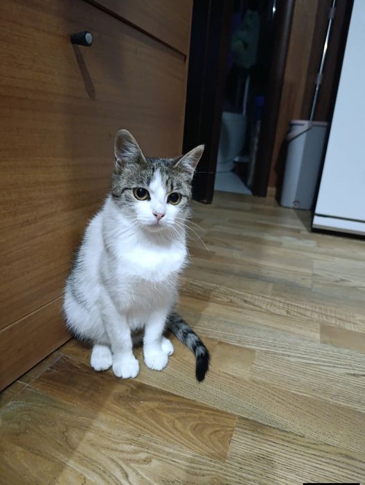 Кошеня. Кіт. Киця.