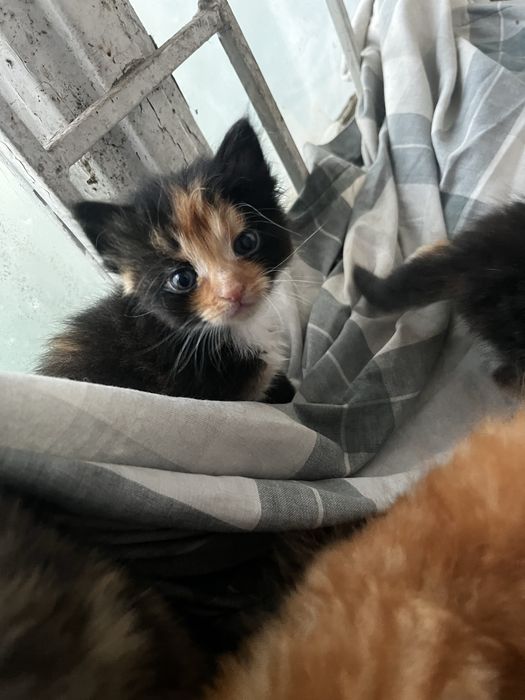 Отдам котят бесплатно