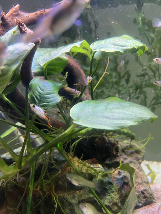 Gupiki endlera el silverado czysta linia/ gupik endler