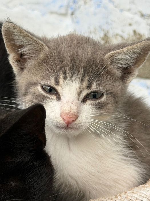 Віддамо кошенят в люблячу сімʼю.