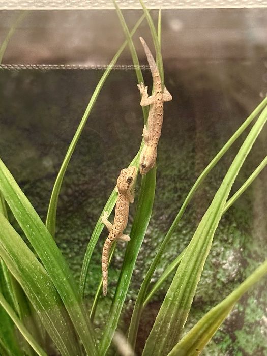Gekon płaczący Lepidodactylus lugubris młode i dorosłe