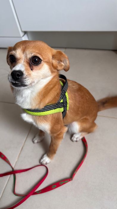 Cachorro de pequeno porte