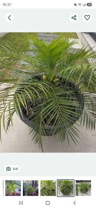 Palmeira Fénix-Anã (Phoenix roebelenii) + Vaso Moderno Preto 250 L | Grande Porte | Terraço/Jardim