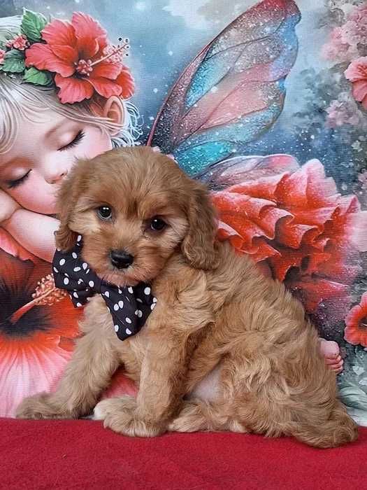 Cavapoo disponível