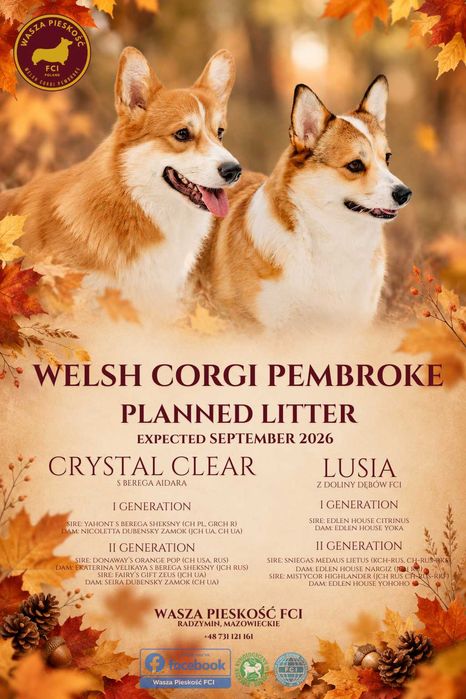 Welsh Corgi Pembroke - szczenięta ZKwP Warszawa