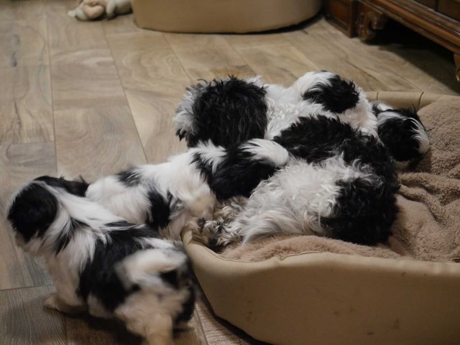SHIH TZU -Mini Piesek