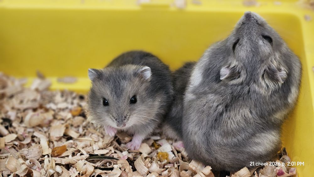 Продаж хом'ячків