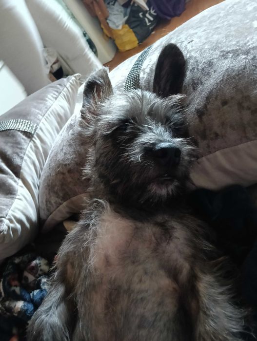 Cão para adoção