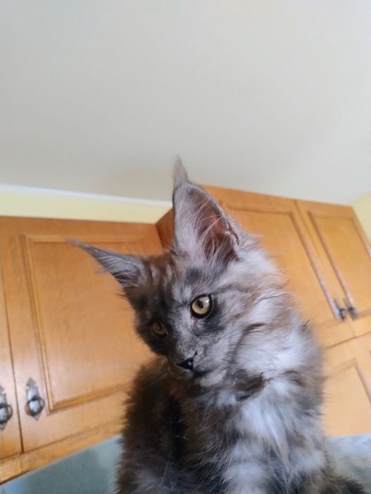Kocięta Maine Coon