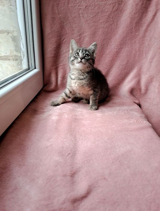 Ну очень красивая шотландская девочка