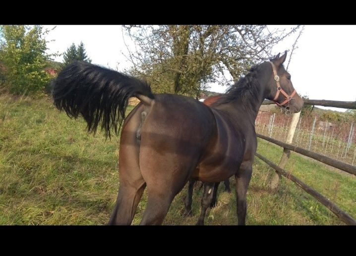 Ogier śląski Jurand możliwa zamiana