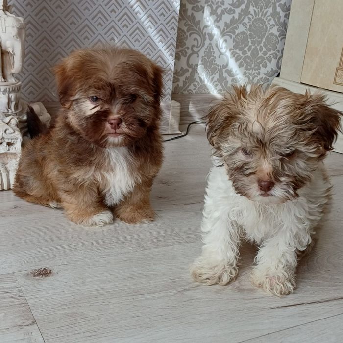 Hawańczyk- słodki piesek