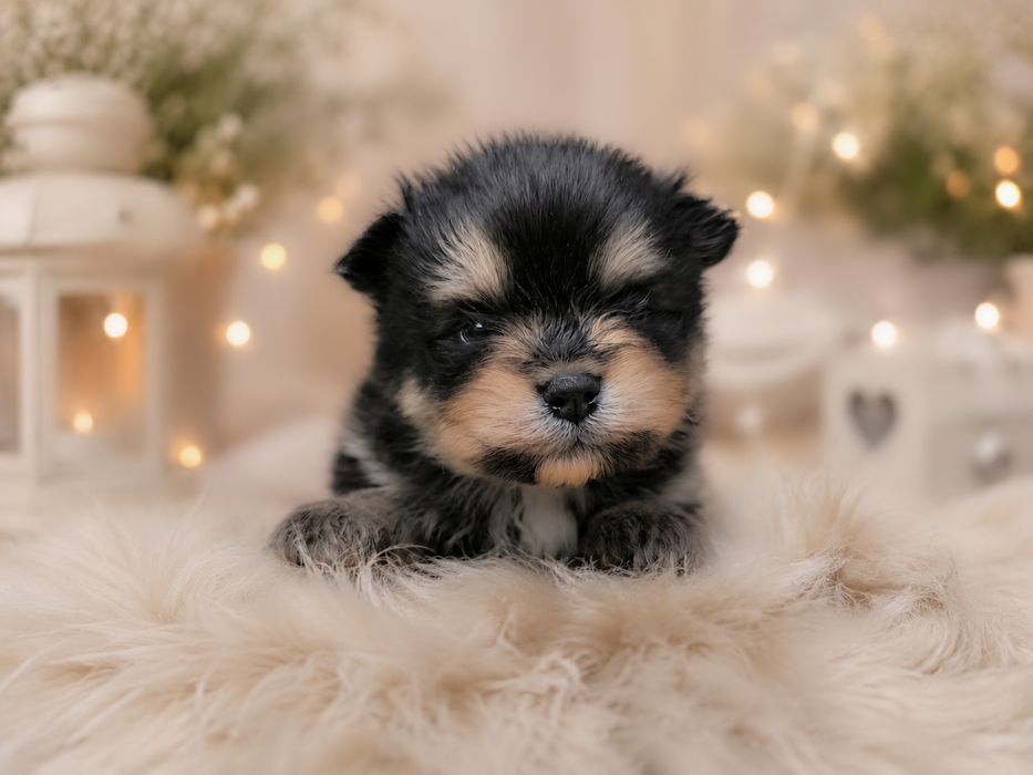 Śliczny samiec szpic miniaturowy pomeranian piesek