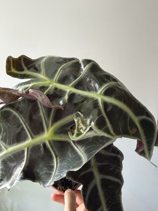 Alocasia amazonica