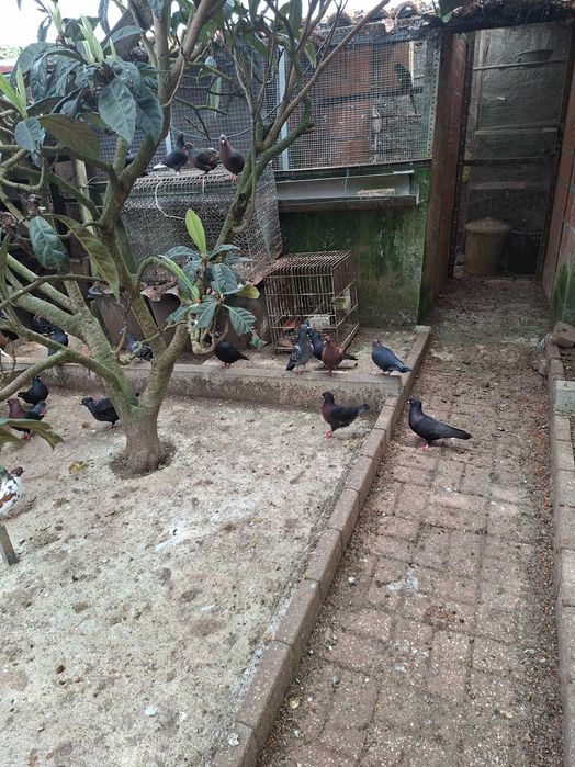 Pombas de varias raças