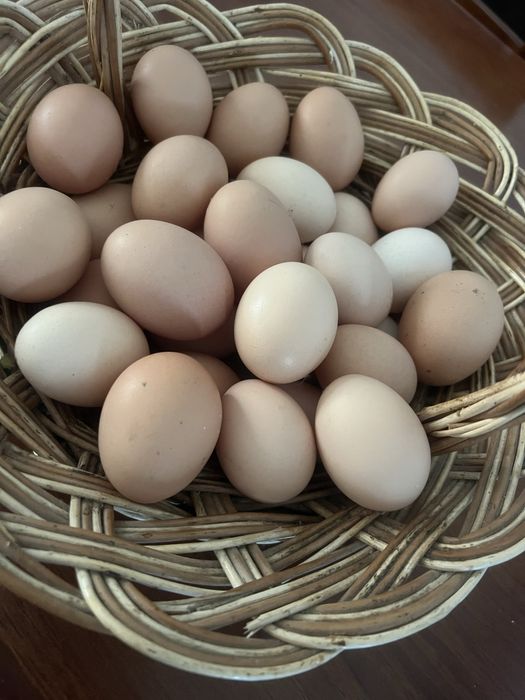 Ovos de galinhas do campo