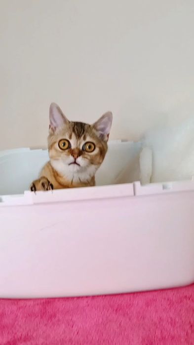 Британский котик,золотая шиншилла.