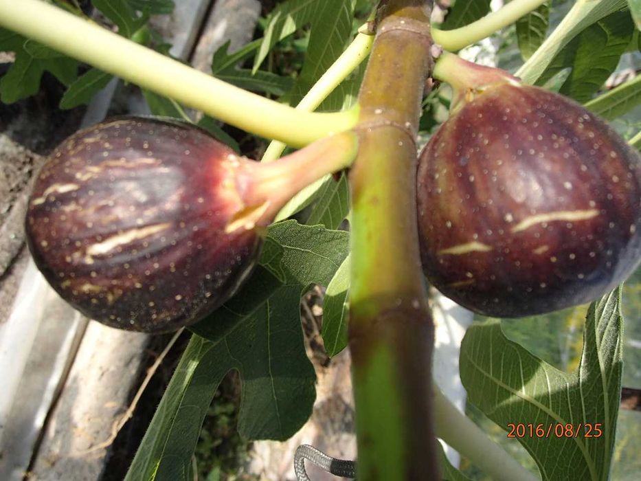 Sadzonka figi owocującej Rondo de Bordeaux